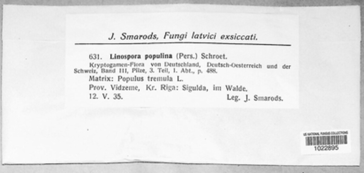 Cryptosphaeria ligniota image